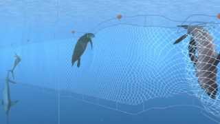 How Seafood is Caught Gillnetting [upl. by Opal897]