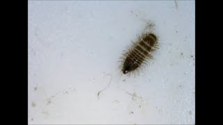 CarpetBeetle Larvae [upl. by Theresa]