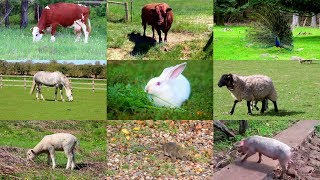 Animales de Granja para niños con vídeos [upl. by Kalbli]