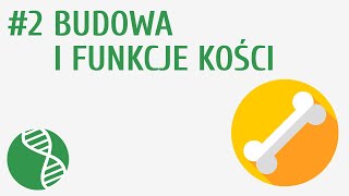 Budowa i funkcje kości 2  Układ ruchu [upl. by Darlleen]