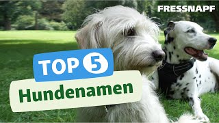 Top 5 Hundenamen Die beliebtesten Hundenamen [upl. by Dorlisa]