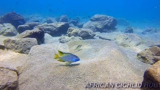 Chizumulu Island  Lake Malawi Cichlids  HD Underwater Footage [upl. by Isabea]