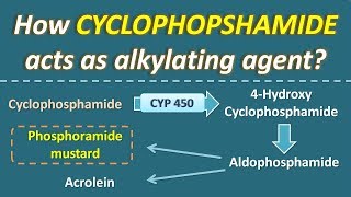 How Cyclophosphamide acts as alkylating agent [upl. by Aixela]