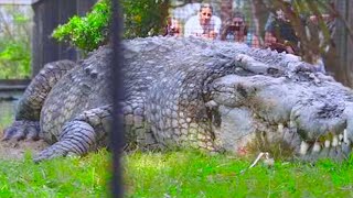 15 Abnormally Large Crocodiles That Actually Exist [upl. by Aikmat45]