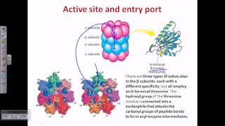 Proteasome and protein degradation [upl. by Joaquin]