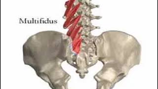 Two Minutes of Anatomy Multifidi [upl. by Noirred]