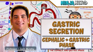 Gastrointestinal  Gastric Secretion The Cephalic amp Gastric Phase [upl. by Hoehne694]