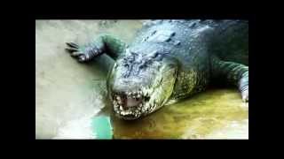 Lolong worlds largest crocodile [upl. by Ecilegna]