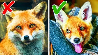 10 Animali Esotici Che Si Possono Tenere In Casa [upl. by Ardaed]