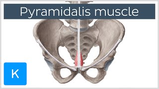 Pyramidalis Muscle Overview and Function Human Anatomy  Kenhub [upl. by Nilrah]