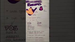 Ribosome biology and physiology  medical 20 [upl. by Hayidan]