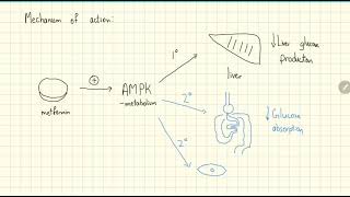 Metformin Explained in 2 Minutes [upl. by Burt]