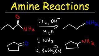 Amine Synthesis Reactions [upl. by Clothilde]