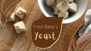 How to make Fresh Bakers yeast [upl. by Arimay]