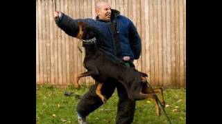 How to Train a Dog to Attack K91com [upl. by Ydnik]