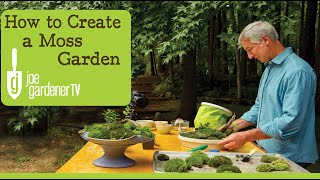 How to Create a Moss Garden [upl. by Dewhurst]