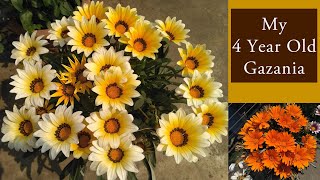 Gazania Plant Care  Growing Gazania flower  Save them for many years  গ্যাজেনিয়া ফুল  ग़ज़ानिया [upl. by Rizzi]