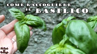 Come RACCOGLIERE il BASILICO e mantenerlo al meglio [upl. by Adkins]