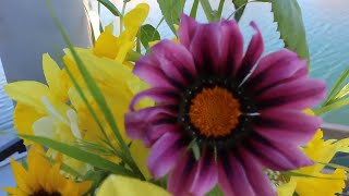 Gazania Growing Guide Harvesting amp Vase Life Tips Ep 129 [upl. by Kirchner405]