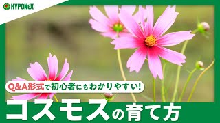 ☘08コスモスの育て方｜種まき方法、植え替え、肥料の与え方、苗の選び方、植えつけの注意点をご紹介します。｜【PlantiaQampA】ガーデニングのお悩み解決！植物の情報、育て方をQampA形式でご紹介 [upl. by Danna]