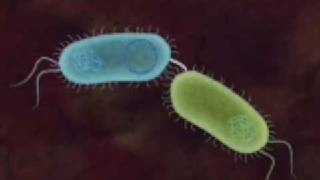 Bacterial Conjugation [upl. by Cibis]