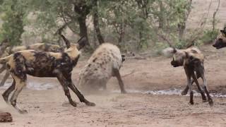 Hyena vs wild dogs [upl. by Namilus]