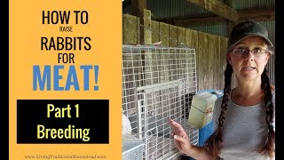 How to Raise Rabbits for Meat Part 1 Breeding [upl. by Philis154]