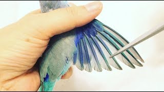 How to Clip a Parrots Wings Easy Steps [upl. by Atekihs907]