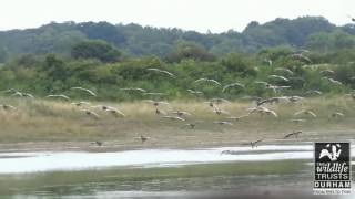 Whiffling Greylag Geese [upl. by Angeline]