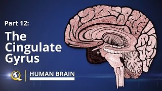 Cingulate Gyrus  Human Brain Series  Part 12 [upl. by Daune]