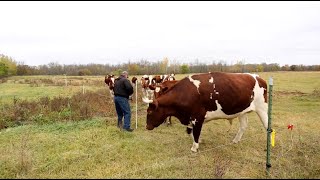 Fencing 101 Training Animals to Energized Fence [upl. by Enilehcim953]