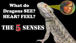 5 Senses of a Bearded Dragon amp 30K GIVEAWAY [upl. by Coussoule]