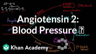 Angiotensin 2 raises blood pressure  Renal system physiology  NCLEXRN  Khan Academy [upl. by Clay]