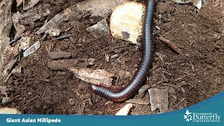 How many legs does a millipede have [upl. by Chill]