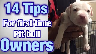 Tips for FIRST TIME Pitbull owners [upl. by Aileno]