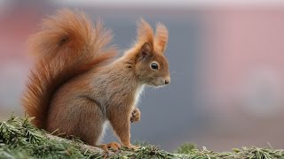 Besondere Augenblicke mit Eichhörnchen  Special moments with red squirrels HD [upl. by Martres]