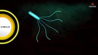 Flagellar Movement  Medical microbiology animations [upl. by Solohcin693]