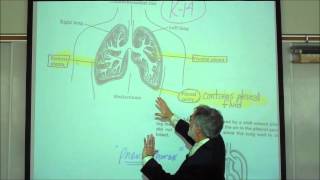 ANATOMY RESPIRATORY SYSTEM PART 2 Lower Tract Trachea amp Lungs by Professor Fink [upl. by Punak]