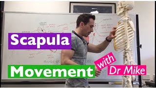 Scapula Movement  Functional Anatomy [upl. by Biagi]