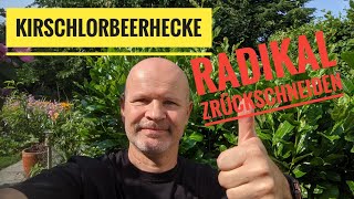 Kirschlorbeerhecke radikal zurückschneiden [upl. by Anez]