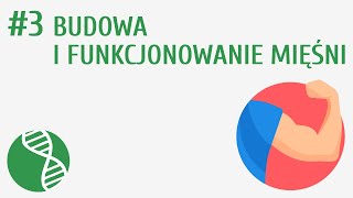 Budowa i funkcjonowanie mięśni 3  Układ ruchu [upl. by Owades]