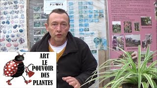 JardinageComment faire la culture et division du chlorophytum [upl. by Tannenbaum]