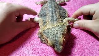 Neglected Dying Bearded Dragon RESCUE Day 16  PHYSICAL THERAPY CONTINUES [upl. by Horton]