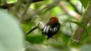 Clubwinged Manakins displaying [upl. by Ahsikcin]