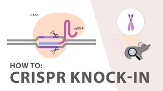 5 CRISPR Cas9  Screening and Validation Strategies [upl. by Max]