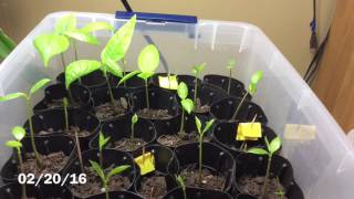 Pawpaw Journey Germination to Seedlings [upl. by Marris]