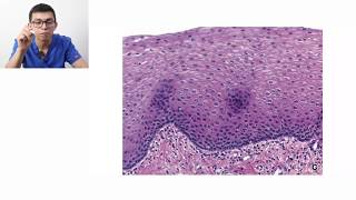 Histología  Clasificación de tejidos [upl. by Llibyc]