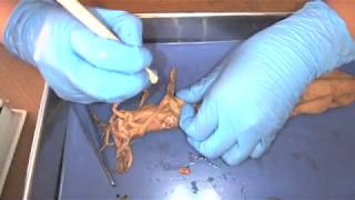 Demonstration Squid Dissection [upl. by Steddman]