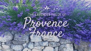 Lavender Fields of Provence France [upl. by Jimmie862]