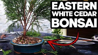 How to Bonsai an Eastern White Cedar🌲Thuja Occidentalis [upl. by Nryhtak]